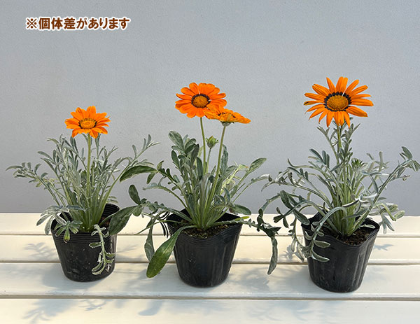 ガザニア:タレント オレンジ(芯黒)3.5号ポット