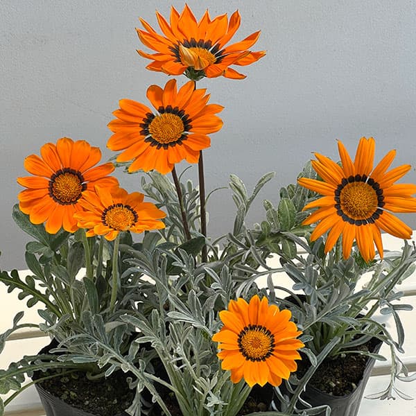 ガザニア:タレント オレンジ(芯黒)3.5号ポット