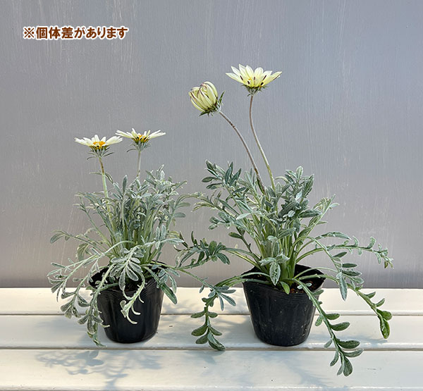 ガザニア：タレント　クリームホワイト（芯黒）3.5号ポット