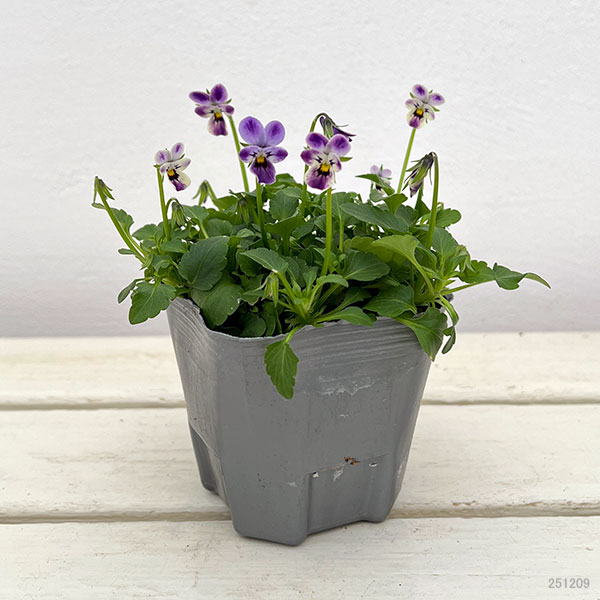 春待ちビオラ MSKガーデンビオラ:極小輪タイプ4種セット