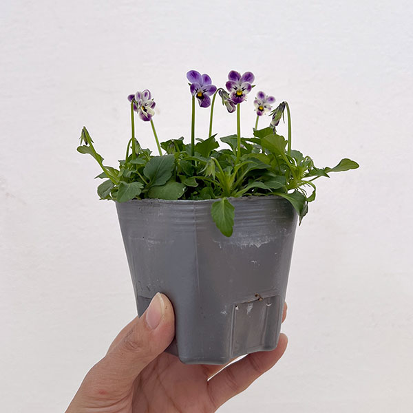 春待ちビオラ MSKガーデンビオラ:極小輪タイプ4種セット