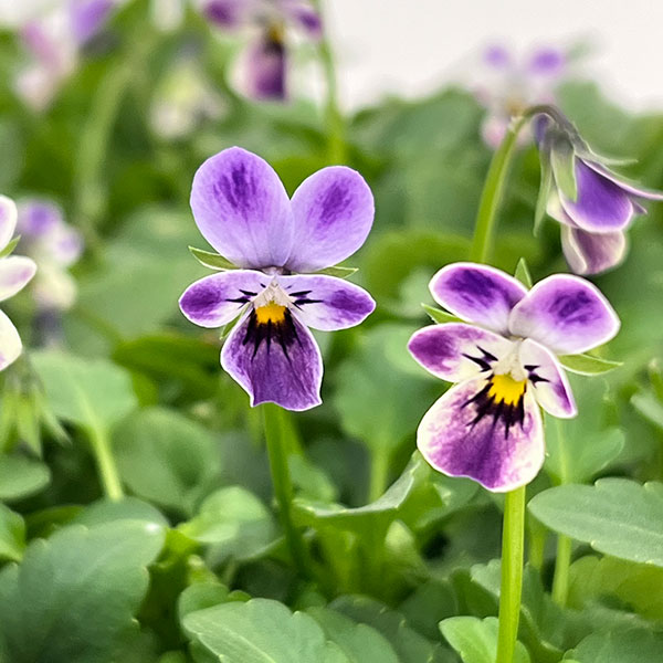 春待ちビオラ MSKガーデンビオラ:極小輪タイプ4種セット