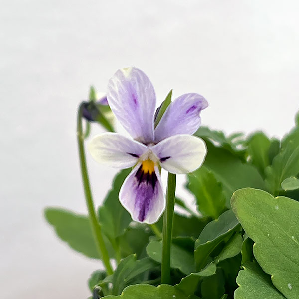 春待ちビオラ MSKガーデンビオラ:極小輪タイプ4種セット