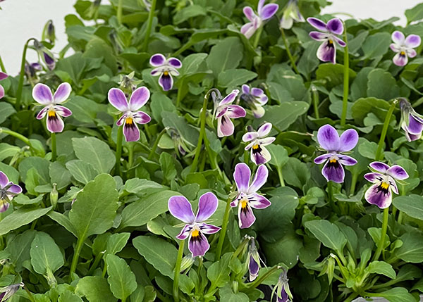 春待ちビオラ MSKガーデンビオラ:極小輪タイプ4種セット