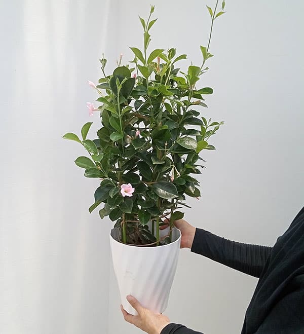 マンデビラ:サンパラソル(中輪系) パステルピンク6号鉢植え(R)