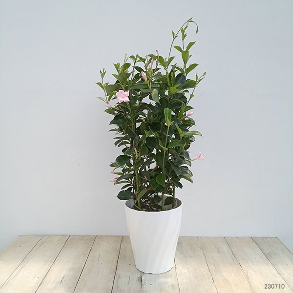 マンデビラ:サンパラソル(中輪系) パステルピンク6号鉢植え(R)