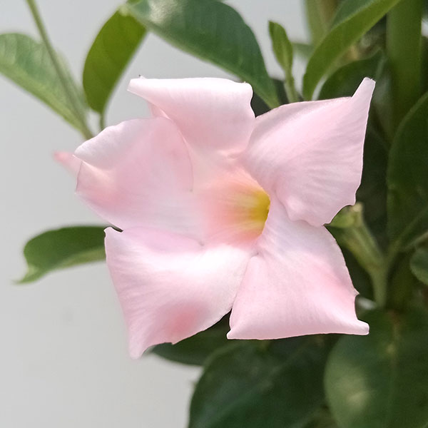 マンデビラ:サンパラソル(中輪系) パステルピンク6号鉢植え(R)