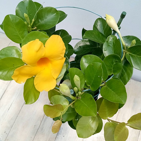 マンデビラ・オパールシトリーン5号鉢植え