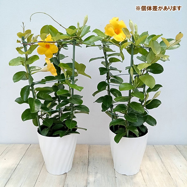 マンデビラ・オパールシトリーン5号鉢植え
