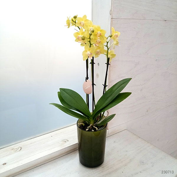 ミディコチョウラン：カナリアーノ3本立ち ラント Lサイズ の