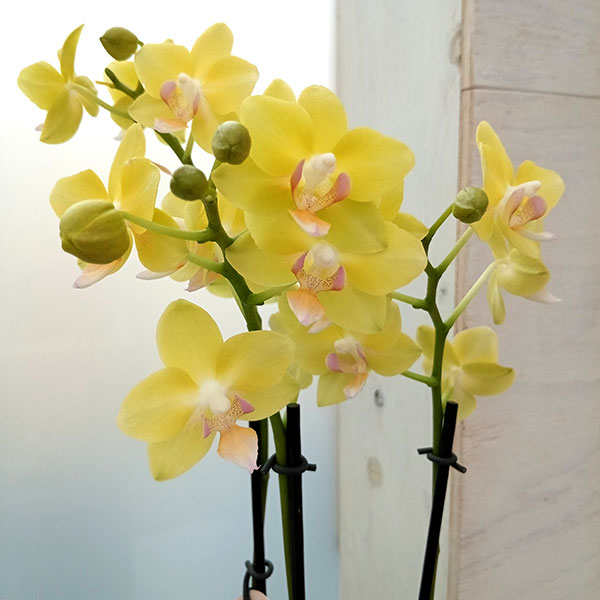 園芸ネット本店｜ミディコチョウラン：カナリアーノ3本立ち ラント L