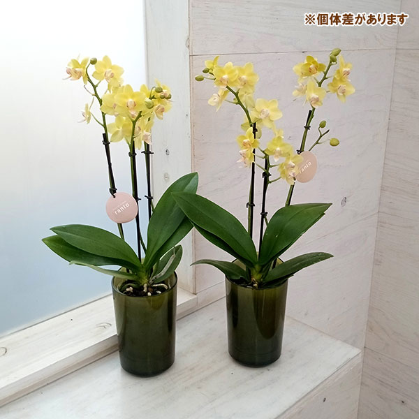 園芸ネット本店｜ミディコチョウラン：カナリアーノ3本立ち ラント L