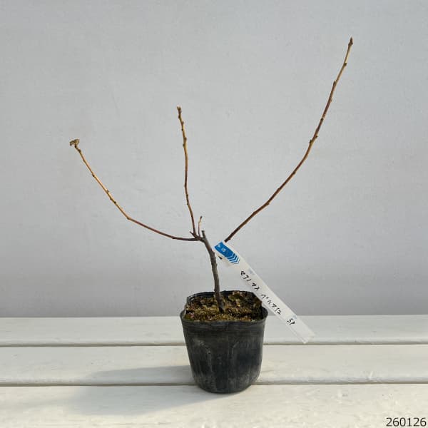 セアノサス：ベルサイユ3号ポット