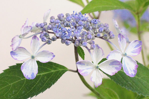 ヤマアジサイ:イウチニシキ(井内錦)3号ポット