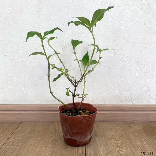 ヤマアジサイ:イウチニシキ(井内錦)3号ポット