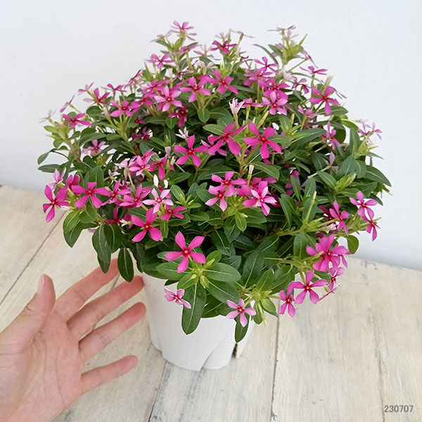 ニチニチソウ：フェアリースターパープル5号鉢植え