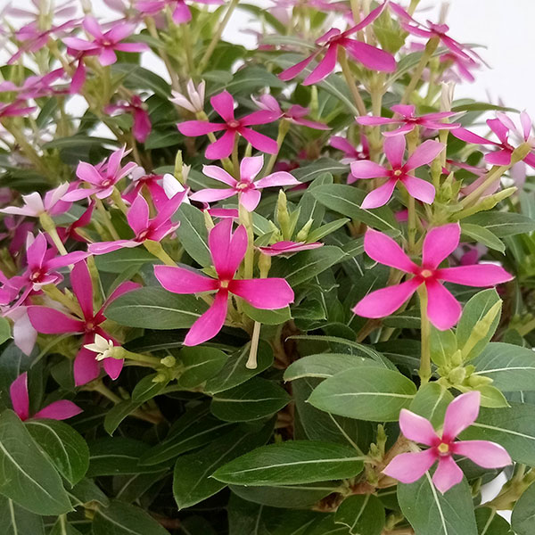 ニチニチソウ：フェアリースターパープル5号鉢植え