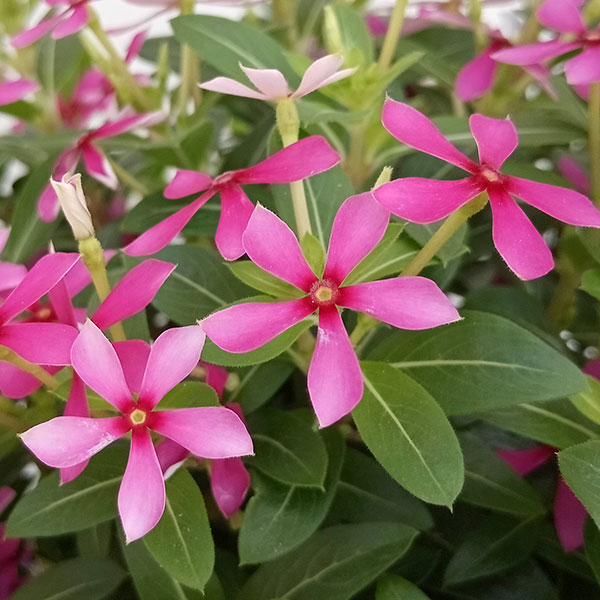 ニチニチソウ：フェアリースターパープル5号鉢植え