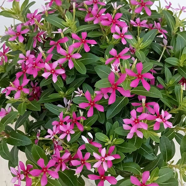 ニチニチソウ：フェアリースターパープル5号鉢植え