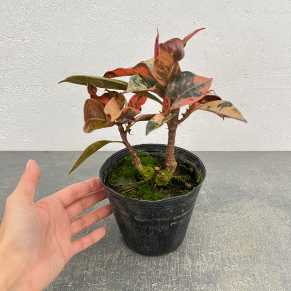 フィカス：ジン　4号ポット