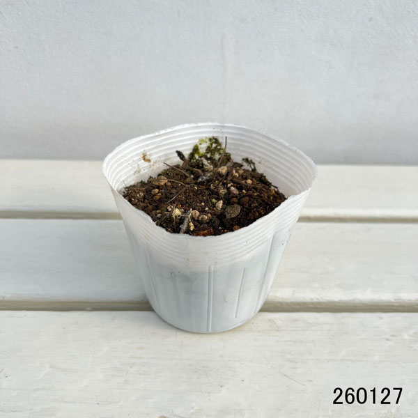 ゲラニウム：プラテンセ　ローズクイーン3.5号ポット[5～6月頃開花　半日陰にも向く宿根草]