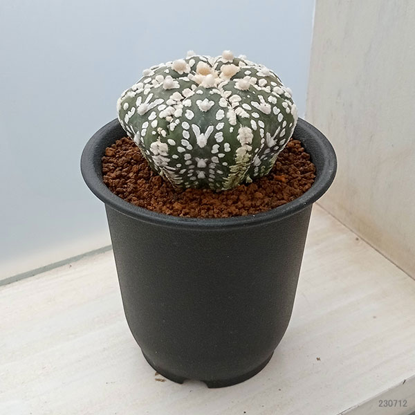 アストロフィツム スーパー兜 Vタイプ 4 アストロフィツム スーパー兜 Vタイプ 4 Astrophytum asterias