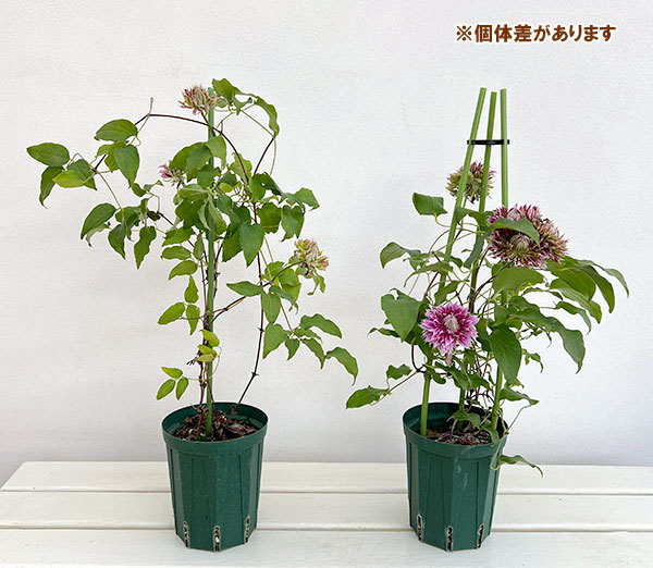 (わけあり特価)クレマチス:コウエン(紅焔)4号ポット(早咲大輪系・八重)
