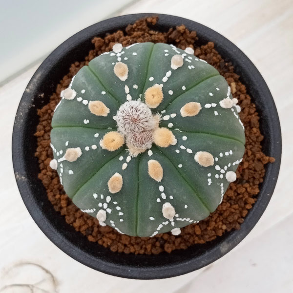 さぼてんページ スペーサー難燃性 LS-30N-V0 （難燃性 RoHS対応