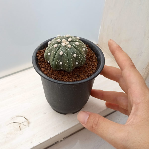 アストロフィツム：カブトマル セレクト株 2.5号23-06 の通販 | 園芸ネット