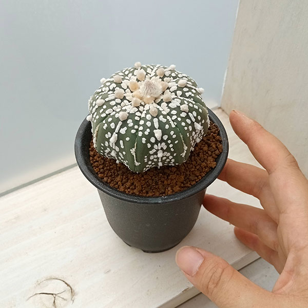 アストロフィツム：スーパーカブト（実生セレクト株） 2.5号23