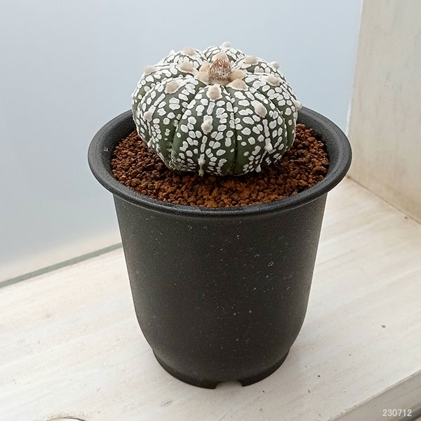 園芸ネット本店｜アストロフィツム：スーパーカブト（実生セレクト株