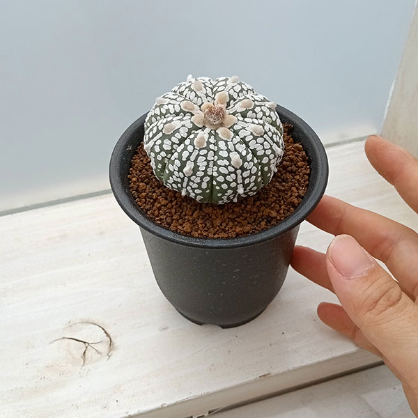 サボテンページ 柱サボテンとげなし現品