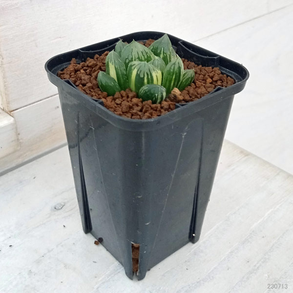 園芸ネット本店｜[ザ・ファームセレクト]ハオルチア：三角窓オブツーサ