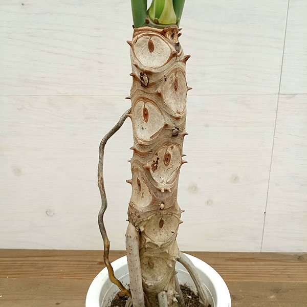 園芸ネット本店｜フィロデンドロン：セローム（幹上がり） 7号23-06 の