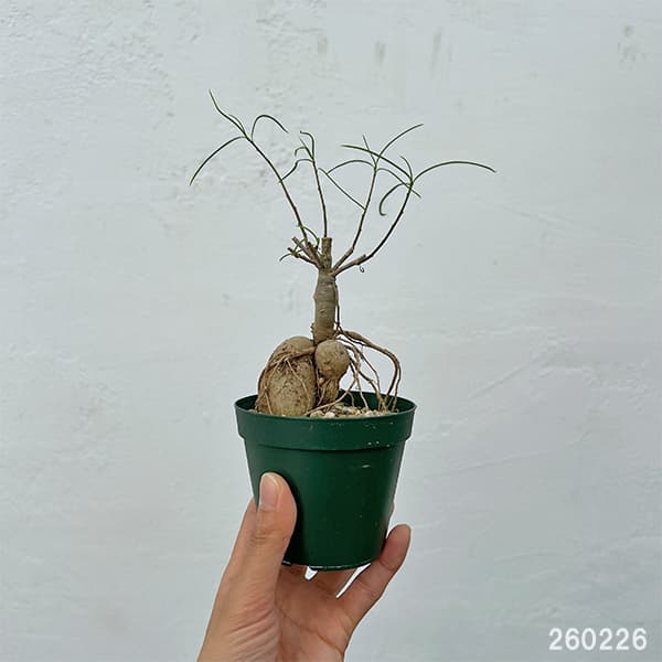 ユーフォルビア：ヘディオトイデス　3号