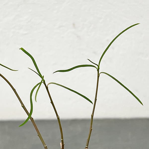 ユーフォルビア：ヘディオトイデス　3号