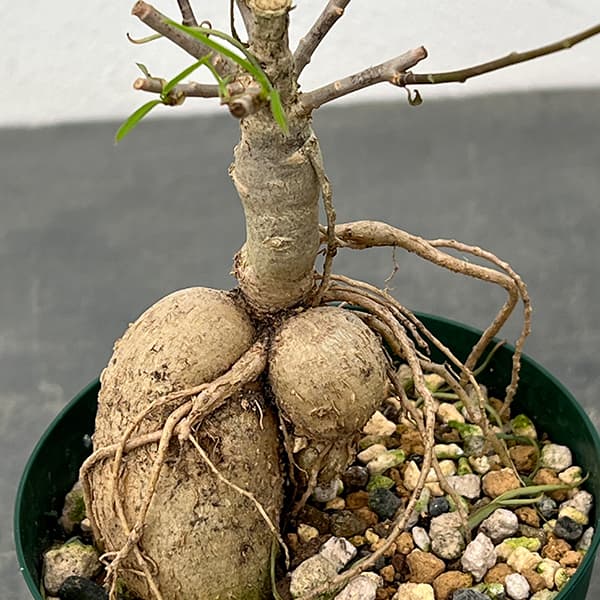 ユーフォルビア：ヘディオトイデス　3号