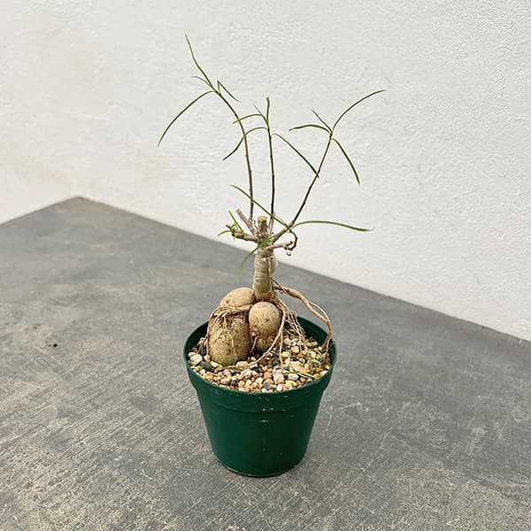 ユーフォルビア：ヘディオトイデス　3号