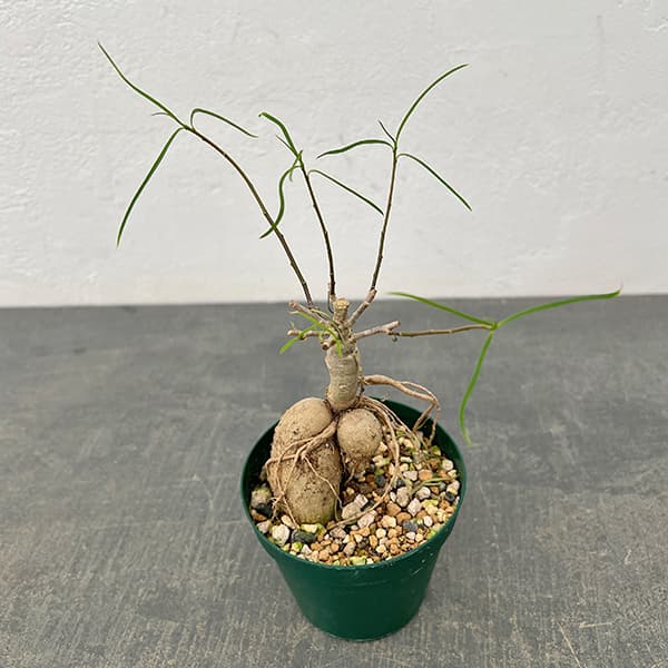 ユーフォルビア：ヘディオトイデス　3号