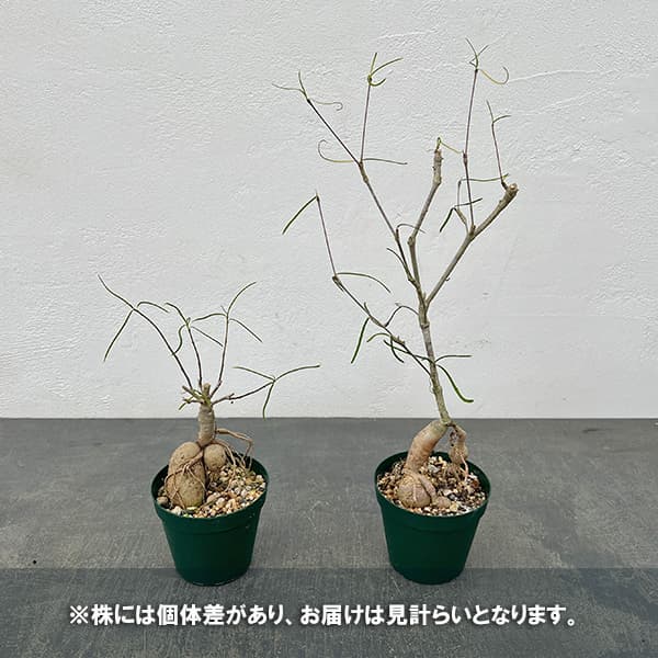 ユーフォルビア：ヘディオトイデス　3号