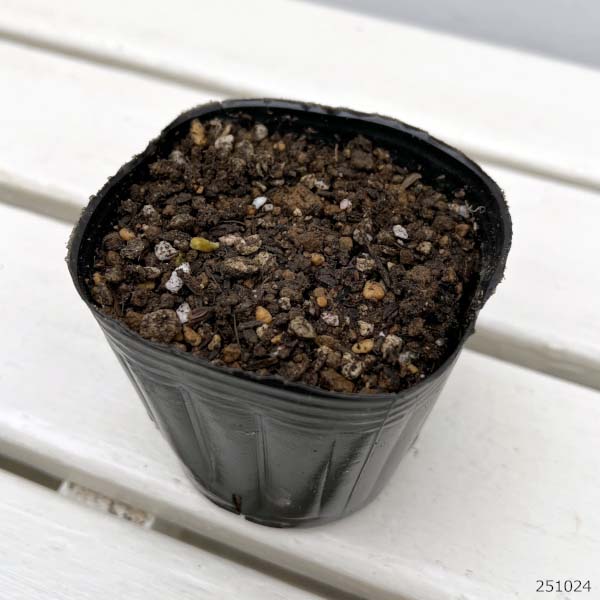 ユリ:オニユリ黄覆輪斑入り葉3号ポット