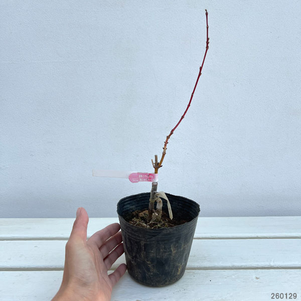 モミジ:花まとい 3.5~4号ポット