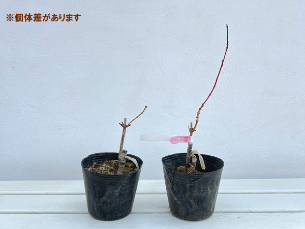 モミジ:花まとい 3.5~4号ポット