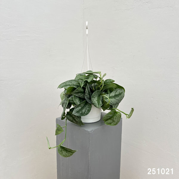 スキンダプサス:sp.マーブルプラネット 5号吊り鉢