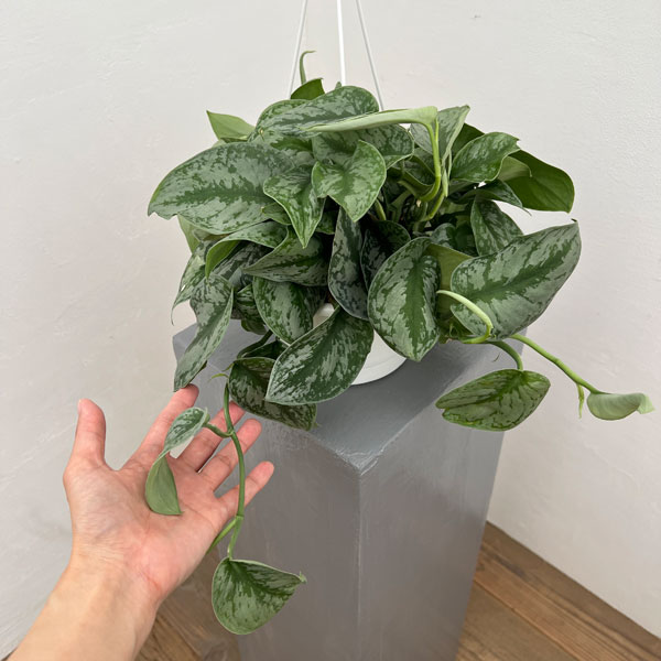 スキンダプサス:sp.マーブルプラネット 5号吊り鉢