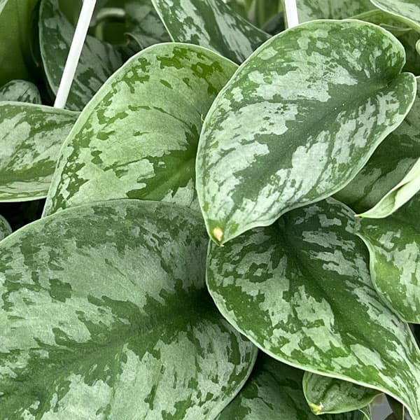 スキンダプサス:sp.マーブルプラネット 5号吊り鉢