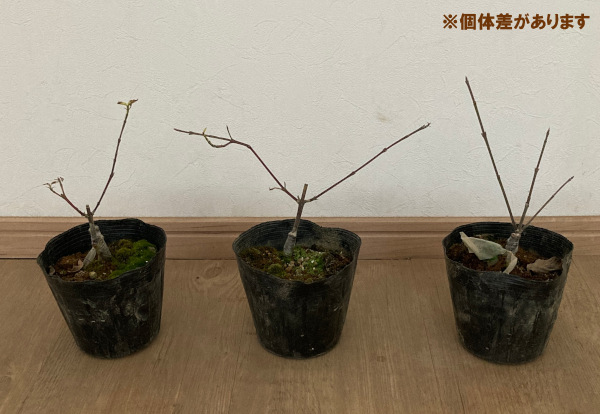 西洋サンシュユ（コーネリアンチェリー）：バリエガータ素掘り1年生苗即席ポット