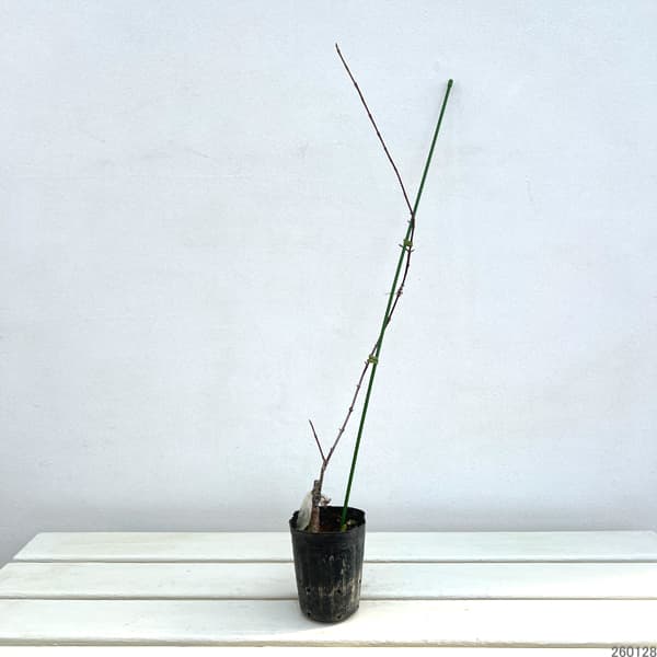 西洋サンシュユ（コーネリアンチェリー）：バリエガータ3.5号ポット