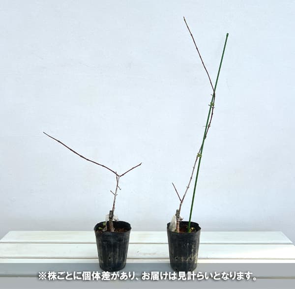 西洋サンシュユ（コーネリアンチェリー）：バリエガータ3.5号ポット