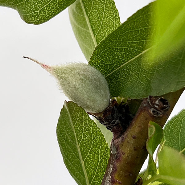 アーモンド：ラビットアーモ4号ポット